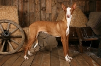 Picture of Pharaoh Hound in barn