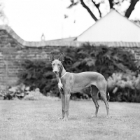 Picture of pharaoh hound in garden