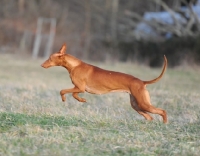 Picture of Pharaoh Hound in motion