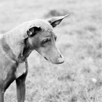 Picture of pharaoh hound looking down