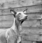 Picture of pharaoh hound looking up