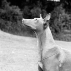 Picture of pharaoh hound looking up