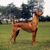 Picture of pharaoh hound looking up