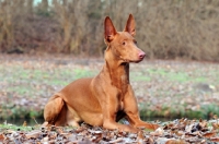 Picture of Pharaoh Hound lying down