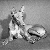 Picture of pharaoh hound, on a sofa