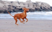 Picture of Pharaoh Hound on beach