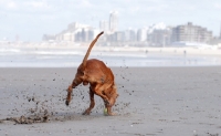 Picture of Pharaoh Hound on beach