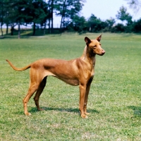 Picture of pharaoh hound on grass