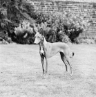 Picture of pharaoh hound on grass