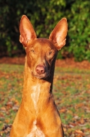 Picture of Pharaoh Hound portrait