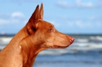 Picture of Pharaoh Hound profile