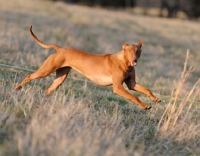 Picture of Pharaoh Hound running in field