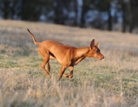 Picture of Pharaoh Hound running on grass