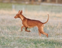 Picture of Pharaoh Hound running, side view