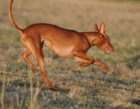 Picture of Pharaoh Hound running