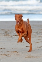 Picture of Pharaoh Hound running