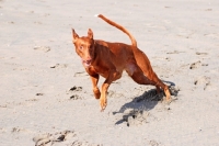 Picture of Pharaoh Hound running