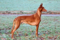 Picture of Pharaoh Hound side view