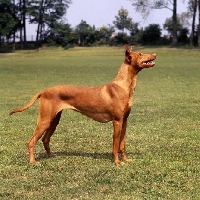 Picture of pharaoh hound standing on grass