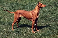 Picture of pharaoh hound