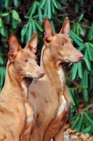 Picture of Pharaoh Hound