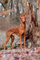 Picture of Pharaoh Hound