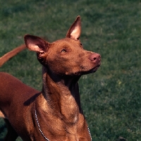 Picture of pharaoh hound