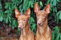 Picture of Pharaoh Hound