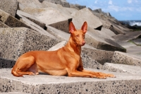 Picture of Pharaoh Hound