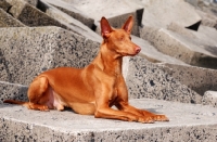 Picture of Pharaoh Hound