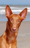 Picture of Pharaoh Hound