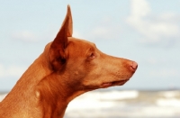 Picture of Pharaoh Hound