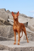 Picture of Pharaoh Hound