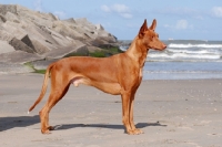 Picture of Pharaoh Hound