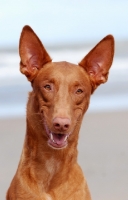 Picture of Pharaoh Hound