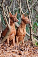 Picture of Pharaoh Hound