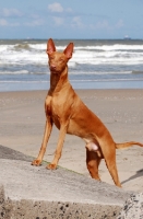 Picture of Pharaoh Hound