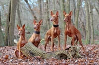 Picture of Pharaoh Hound