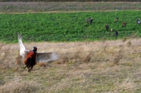 Picture of Pheasant escaping a hunting party in the distance