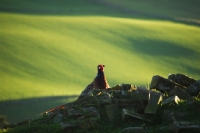 Picture of Pheasant in countryside