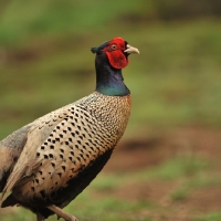 Picture of pheasant in the countryside