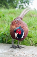 Picture of Pheasant looking towards camera
