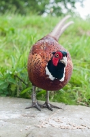 Picture of Pheasant near grass