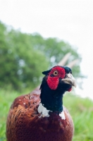 Picture of Pheasant portrait