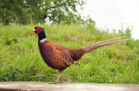 Picture of Pheasant side view