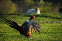 Picture of Pheasant spreading wings