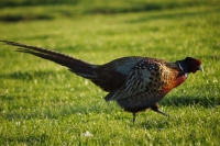 Picture of Pheasant walking on grass
