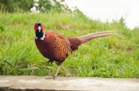 Picture of Pheasant walking