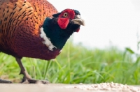 Picture of Pheasant