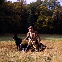 Picture of phil drabble with his german shepherd dogs, one man and his dog tv presenter